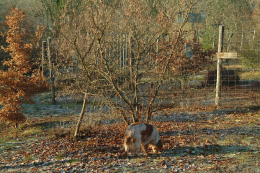 Cavage de truffe sous noisetier, avec un chien